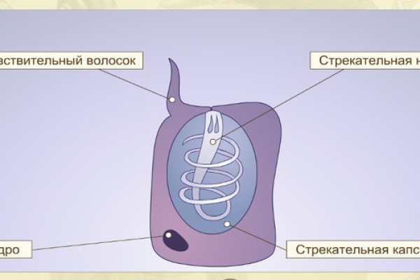 Кракен актуальное зеркало